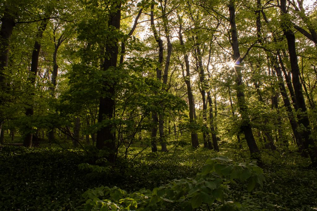 Explore the serene beauty of a sunlit forest in Pécs, Hungary.