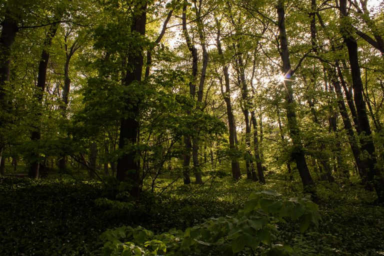 Explore the serene beauty of a sunlit forest in Pécs, Hungary.