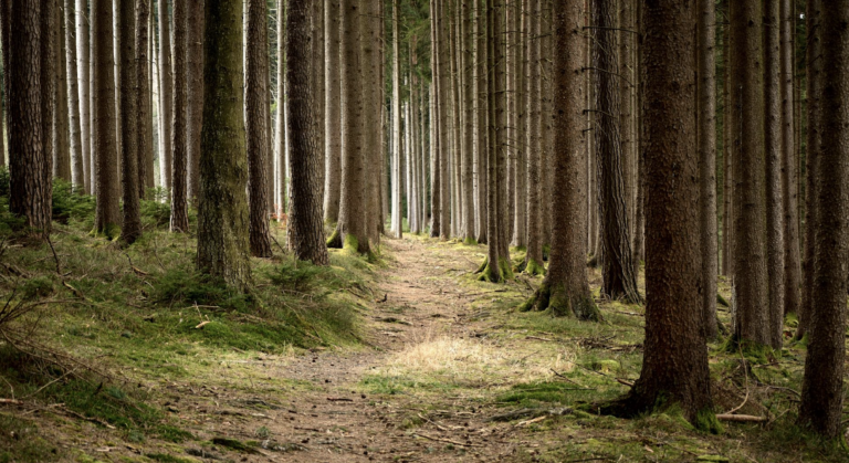 forest